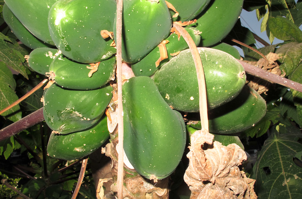 Image of Carica papaya specimen.