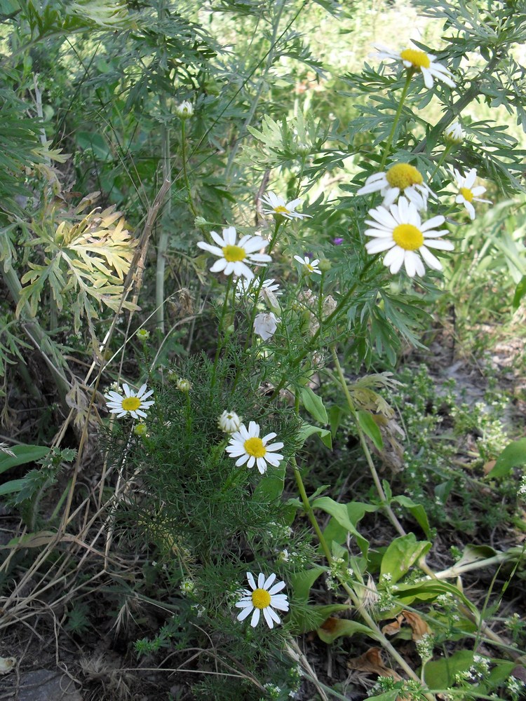 Image of Tripleurospermum inodorum specimen.