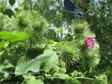 Arctium minus