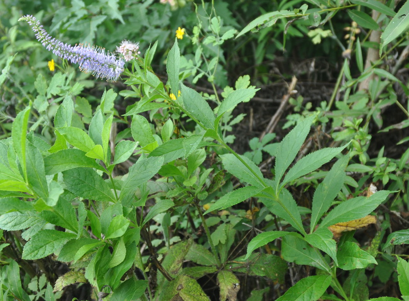 Image of Veronicastrum sibiricum specimen.