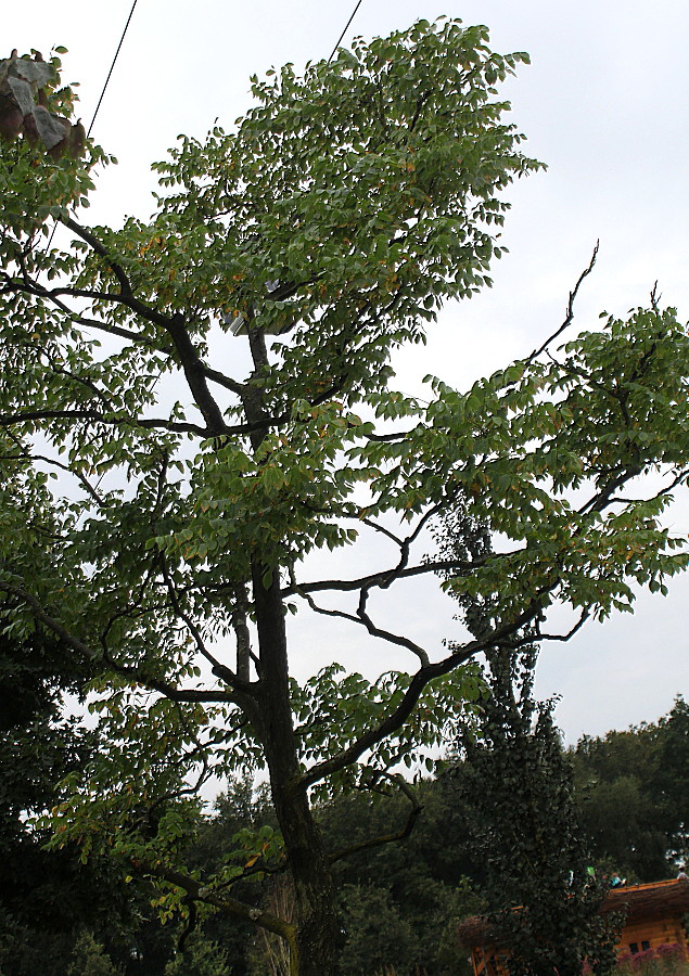 Image of Gymnocladus dioicus specimen.