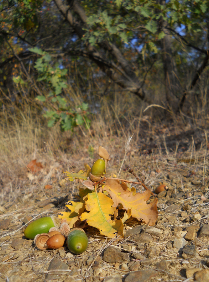 Изображение особи Quercus pubescens.