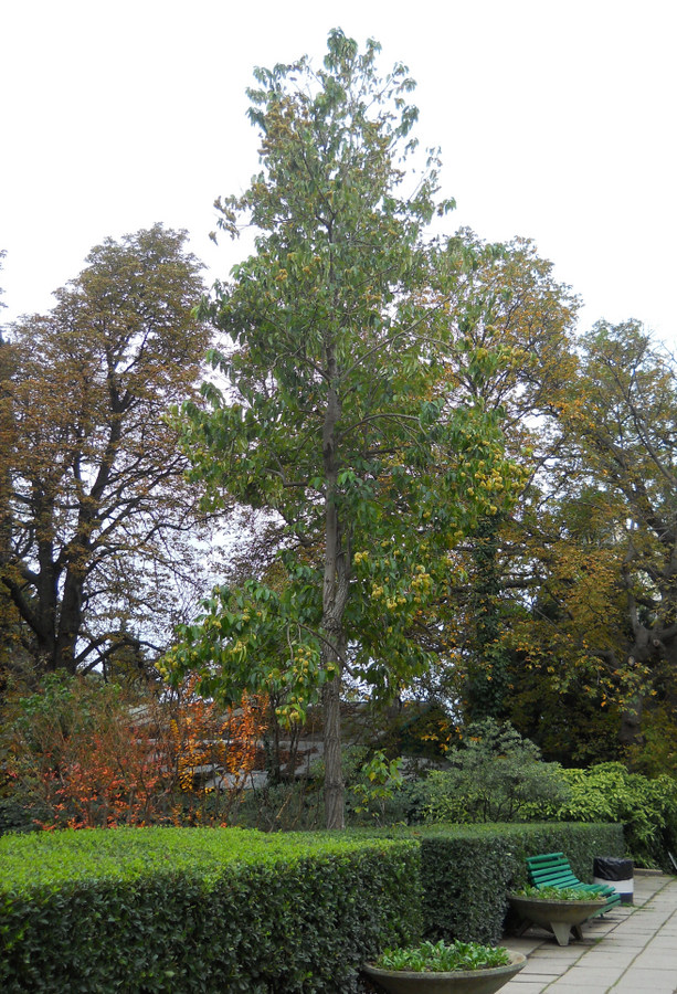 Image of Camptotheca acuminata specimen.