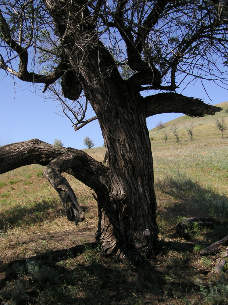 Image of Elaeagnus angustifolia specimen.