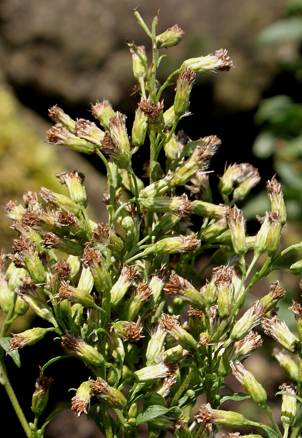 Image of Solidago virgaurea specimen.