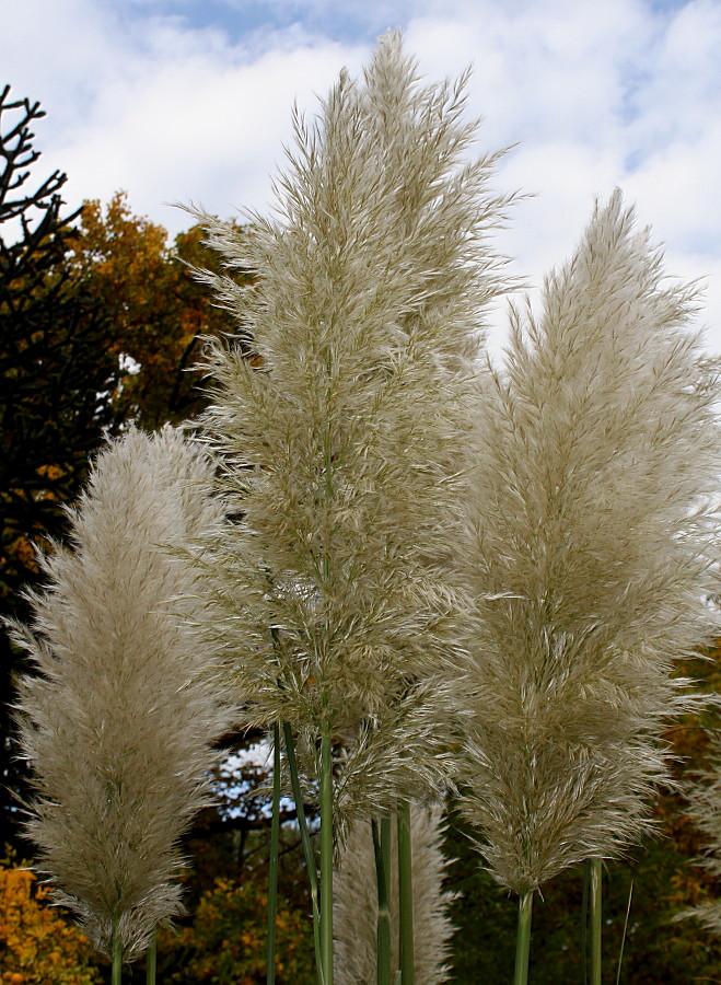 Image of Cortaderia selloana specimen.