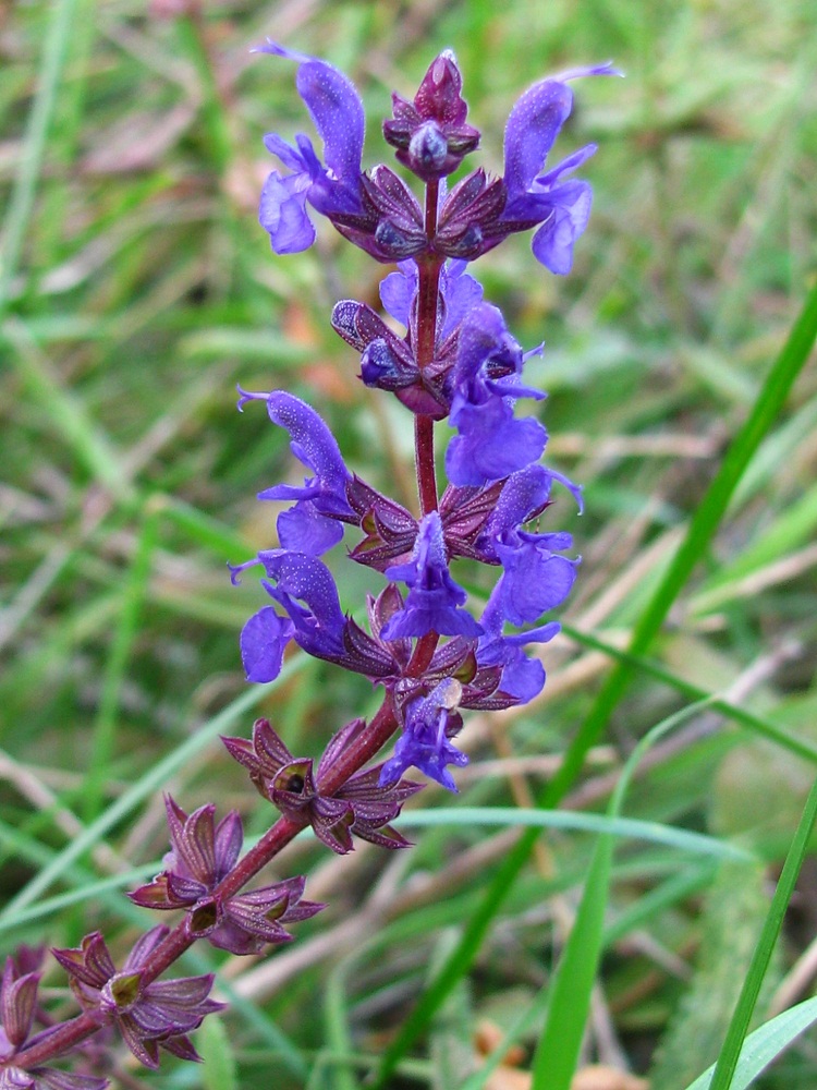 Image of Salvia stepposa specimen.