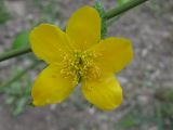 Kerria japonica