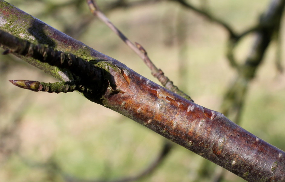 Image of genus Betula specimen.