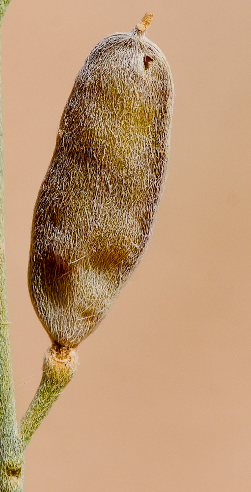 Image of Farsetia aegyptia specimen.