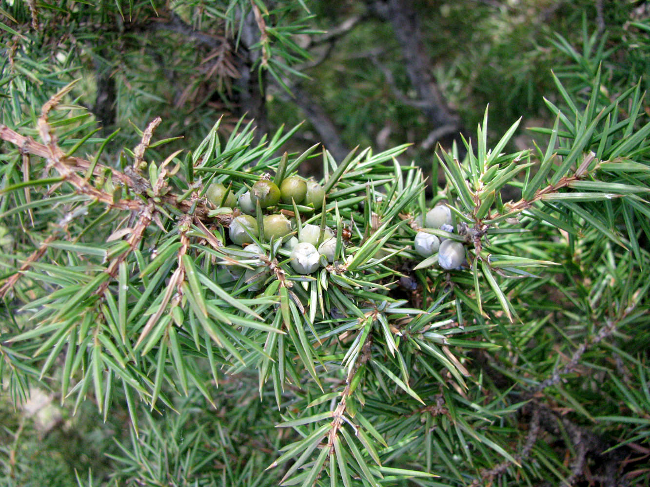 Image of Juniperus hemisphaerica specimen.