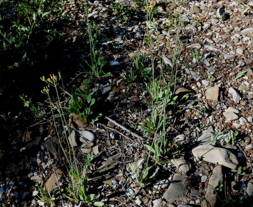 Image of genus Hieracium specimen.