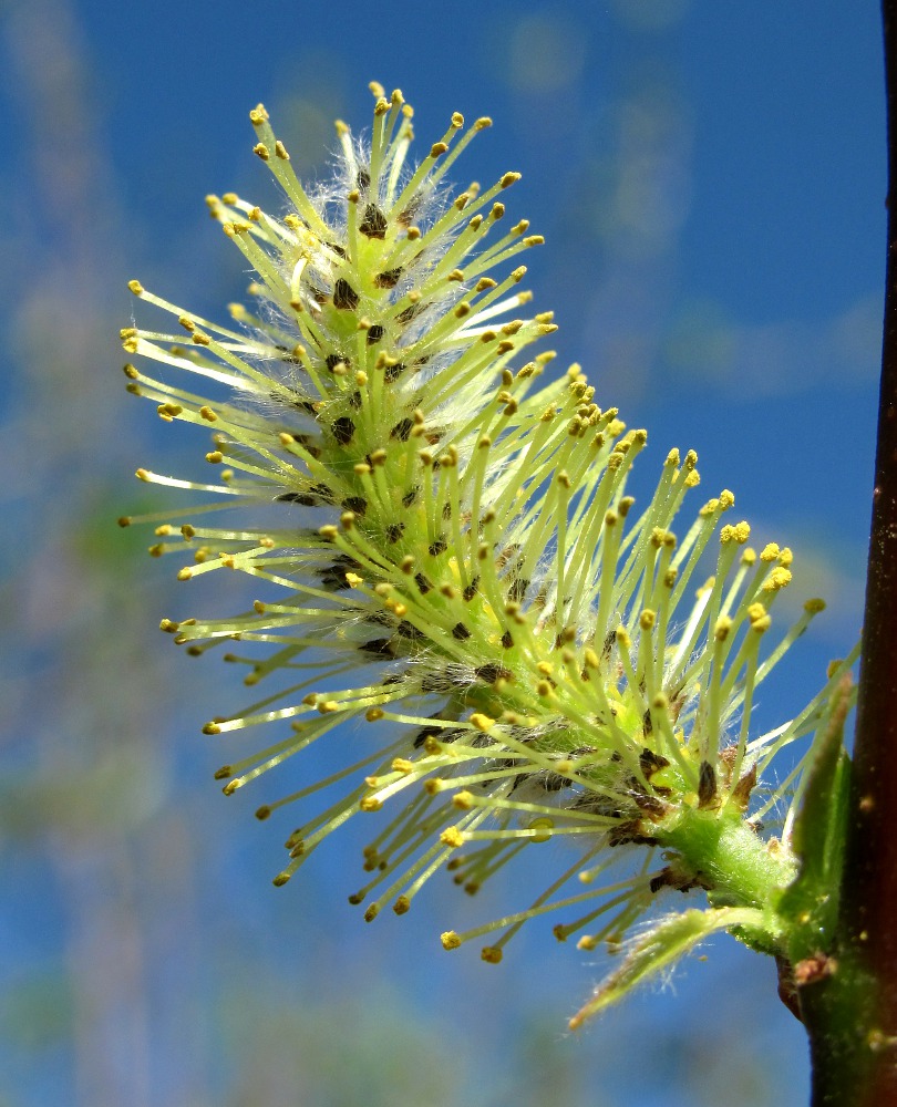 Image of Salix pyrolifolia specimen.