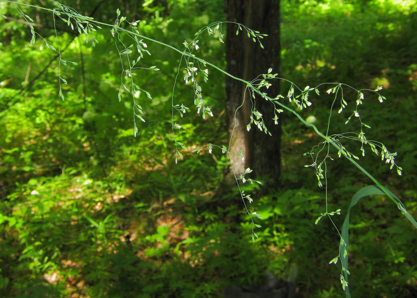 Image of Milium effusum specimen.