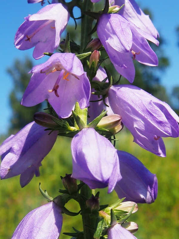 Изображение особи Campanula bononiensis.