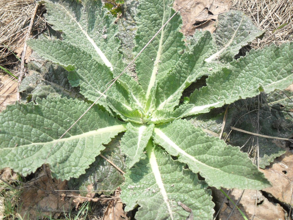 Изображение особи род Verbascum.