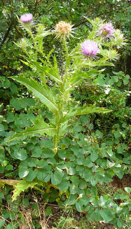 Image of Onopordum tauricum specimen.