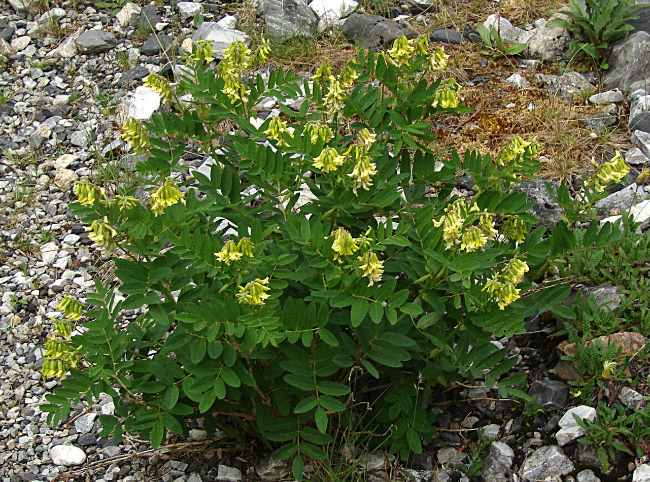 Image of Astragalus frigidus specimen.