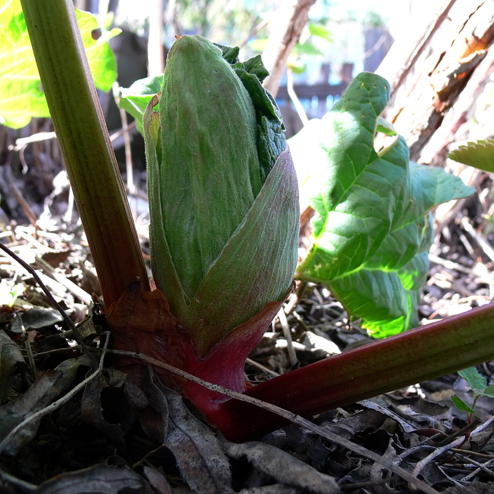 Изображение особи Rheum rhabarbarum.