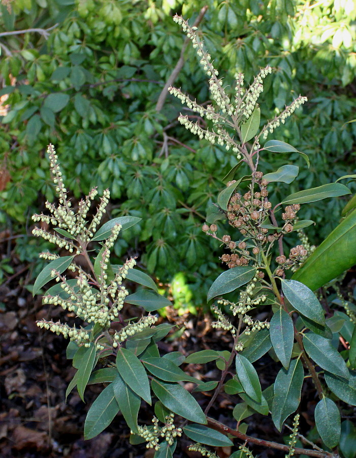 Image of Pieris floribunda specimen.