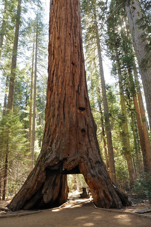 Image of Sequoiadendron giganteum specimen.