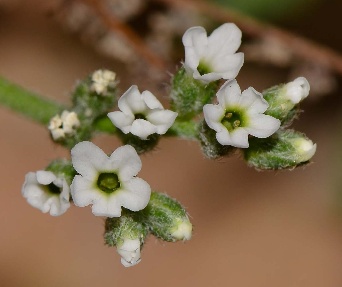 Image of Heliotropium bacciferum specimen.