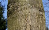 Quercus coccinea. Средняя часть ствола. Германия, г. Дюссельдорф, Ботанический сад университета. 10.03.2014.