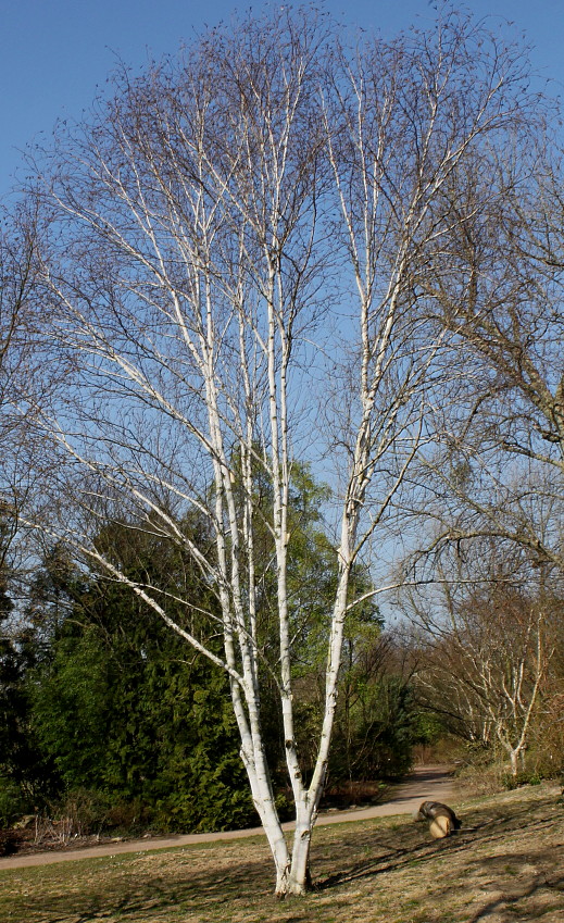 Image of Betula utilis var. jacquemontii specimen.