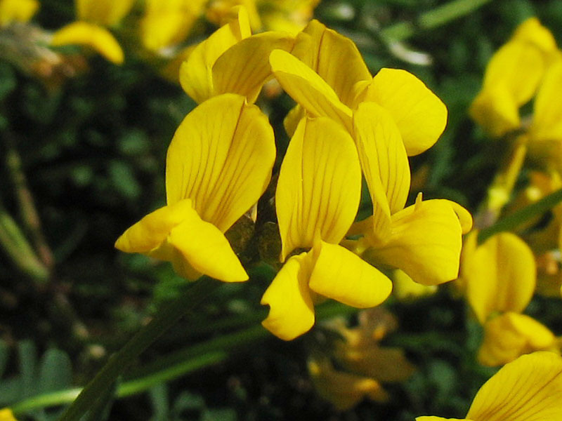 Image of Hippocrepis comosa specimen.