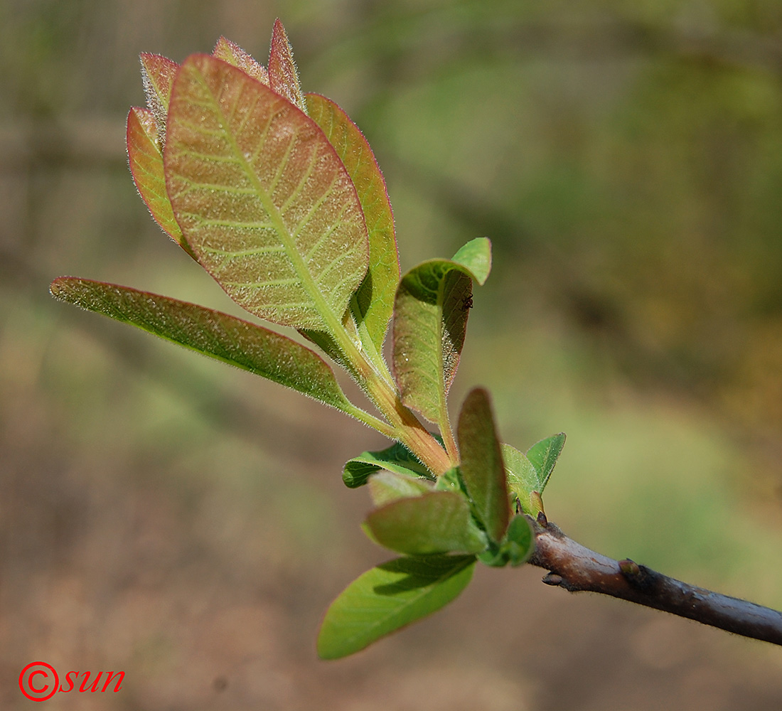 Изображение особи Cotinus coggygria.