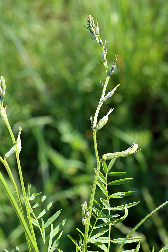 Изображение особи Astragalus angreni.