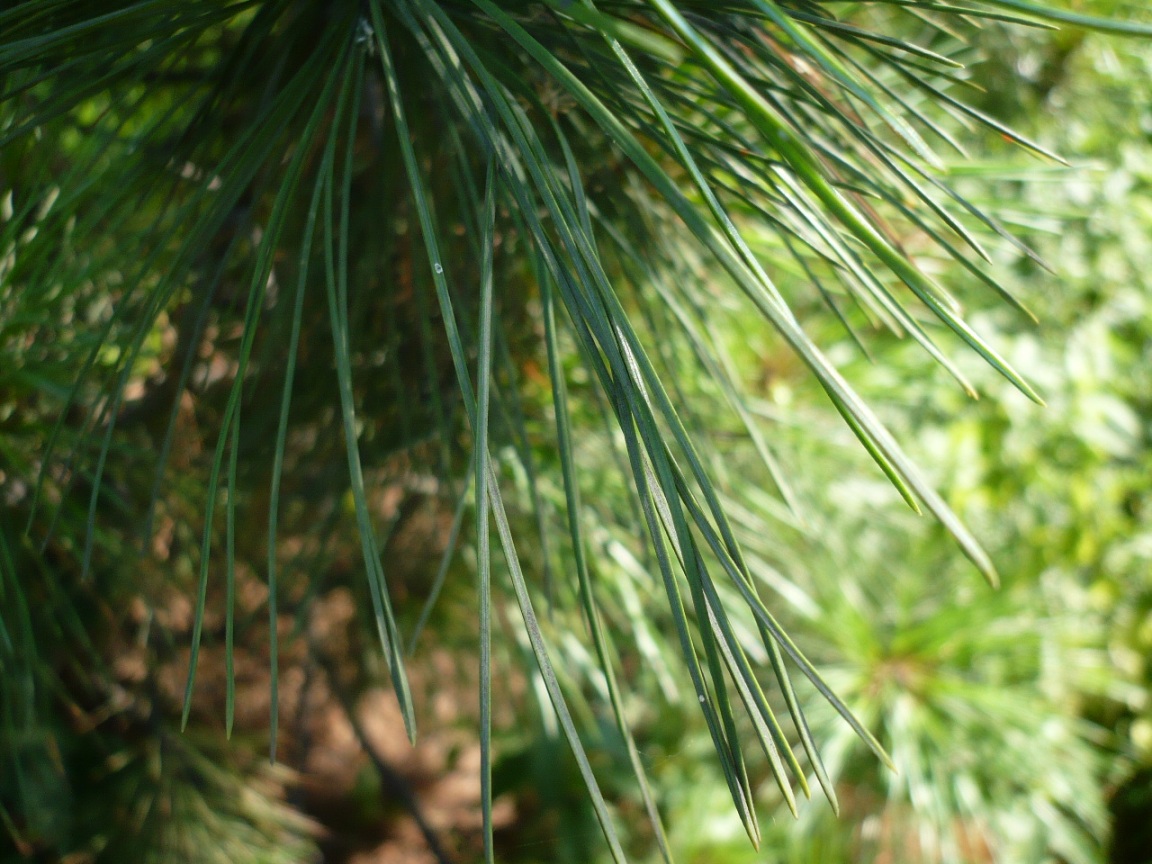 Image of Pinus sibirica specimen.