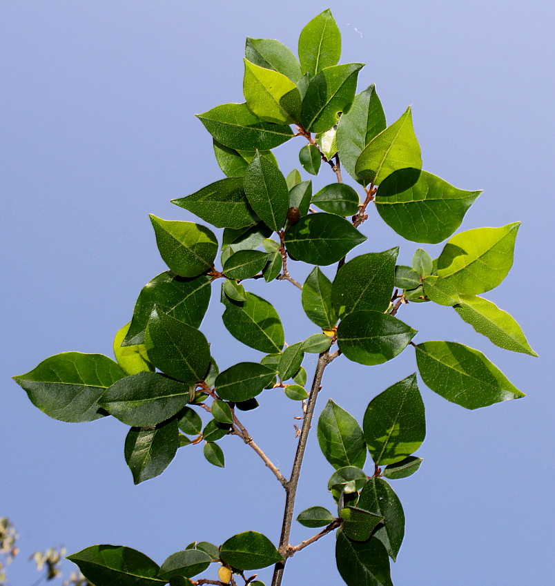 Изображение особи Elaeagnus multiflora.