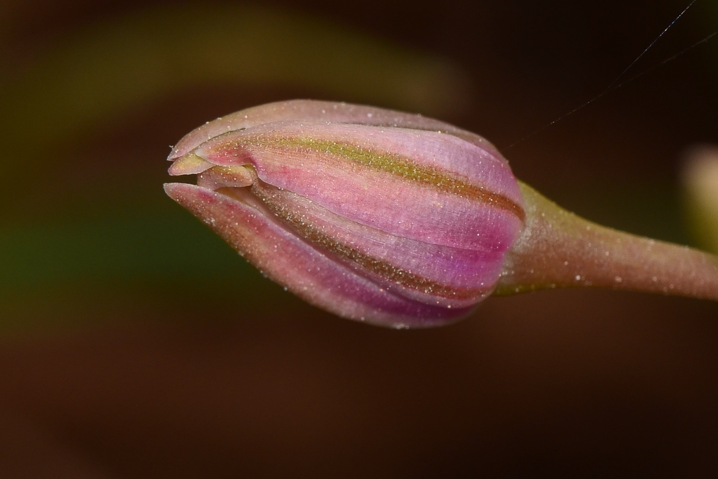 Image of Allium schubertii specimen.