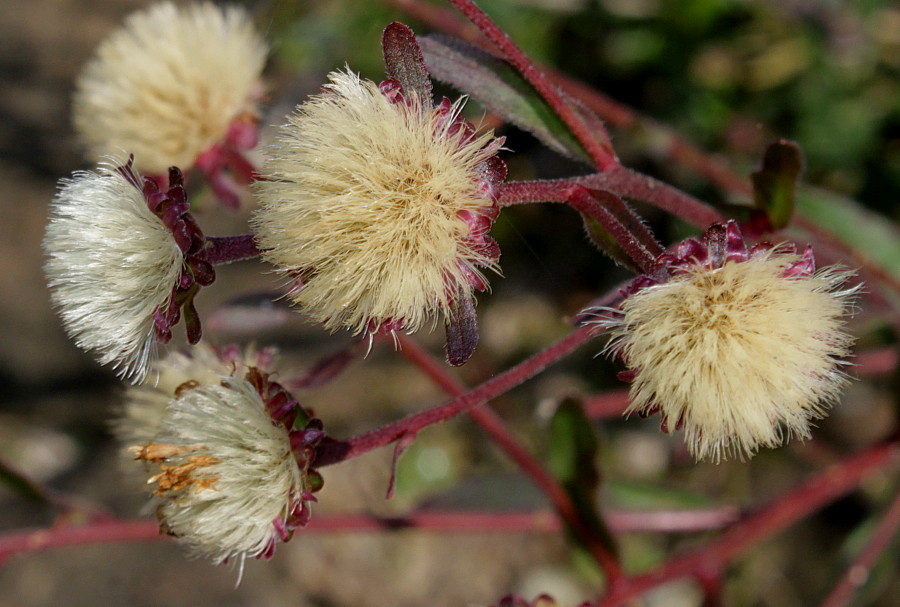 Image of Aster amellus specimen.