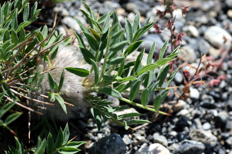 Image of Astragalus pterocephalus specimen.