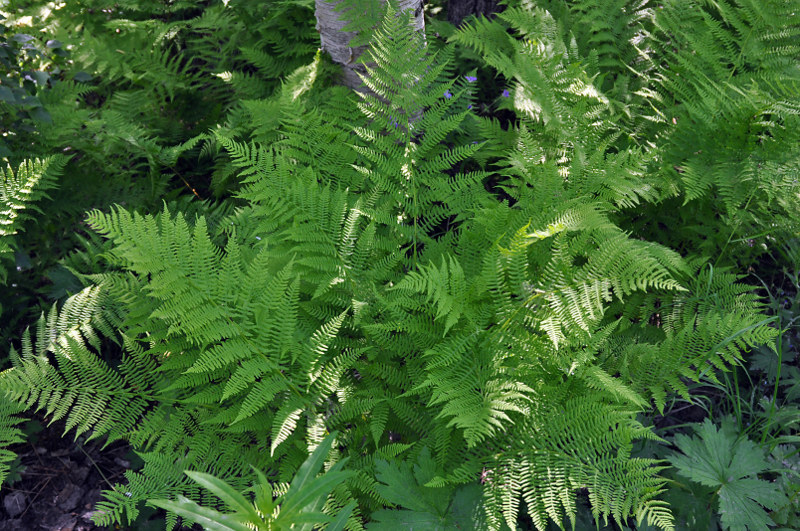 Image of Athyrium filix-femina specimen.