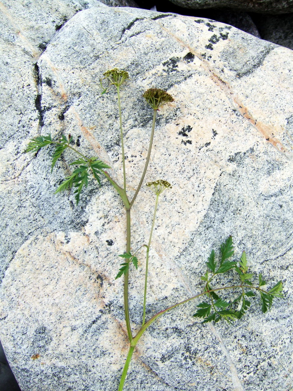 Image of Conioselinum tataricum specimen.