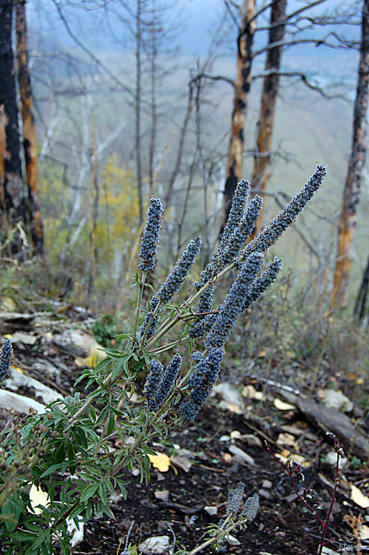 Image of Schizonepeta multifida specimen.