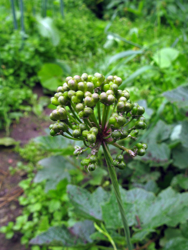 Image of Allium microdictyon specimen.