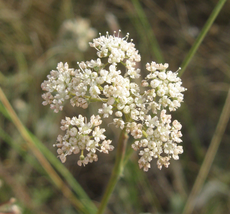 Image of Pimpinella tragium specimen.