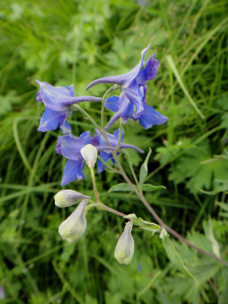 Изображение особи Delphinium cheilanthum.