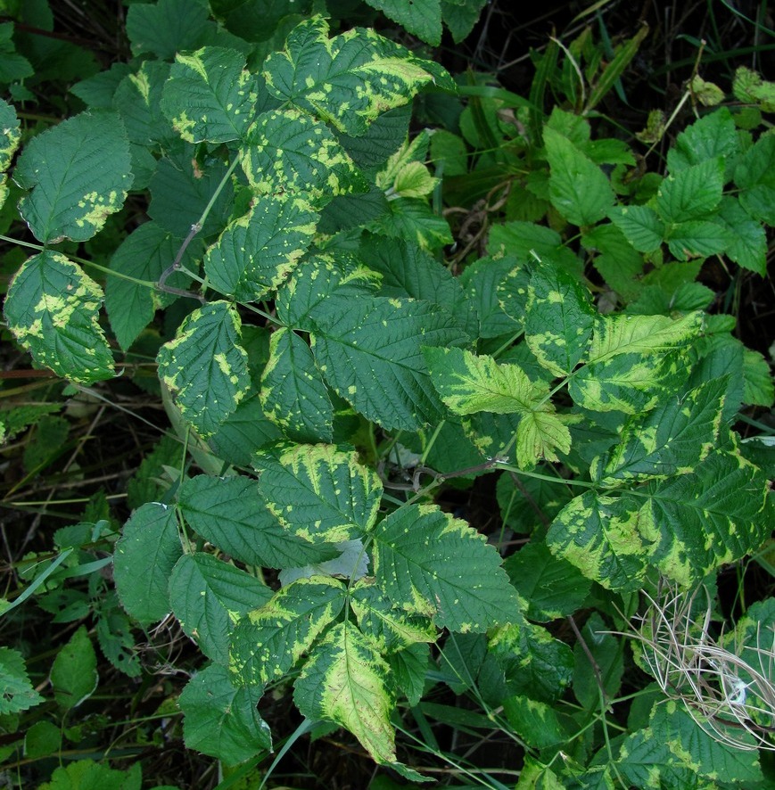 Изображение особи Rubus idaeus.