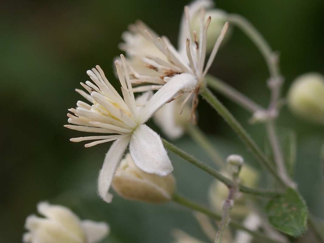 Image of Clematis vitalba specimen.