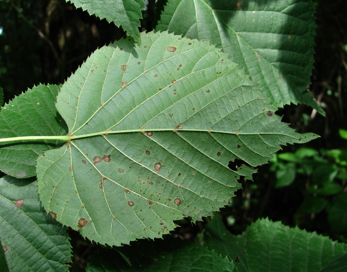 Image of Tilia begoniifolia specimen.