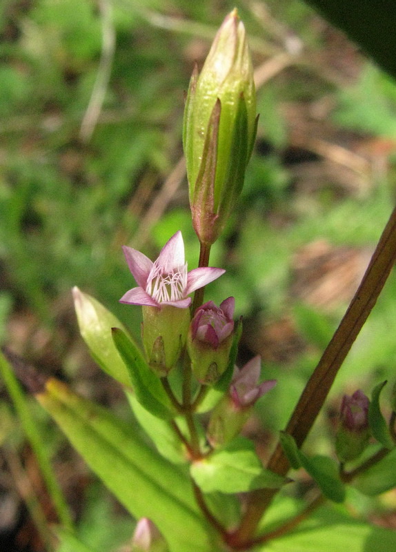 Image of Gentianella acuta specimen.