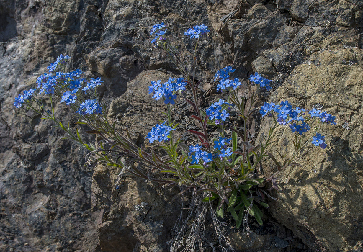 Изображение особи Eritrichium jacuticum.