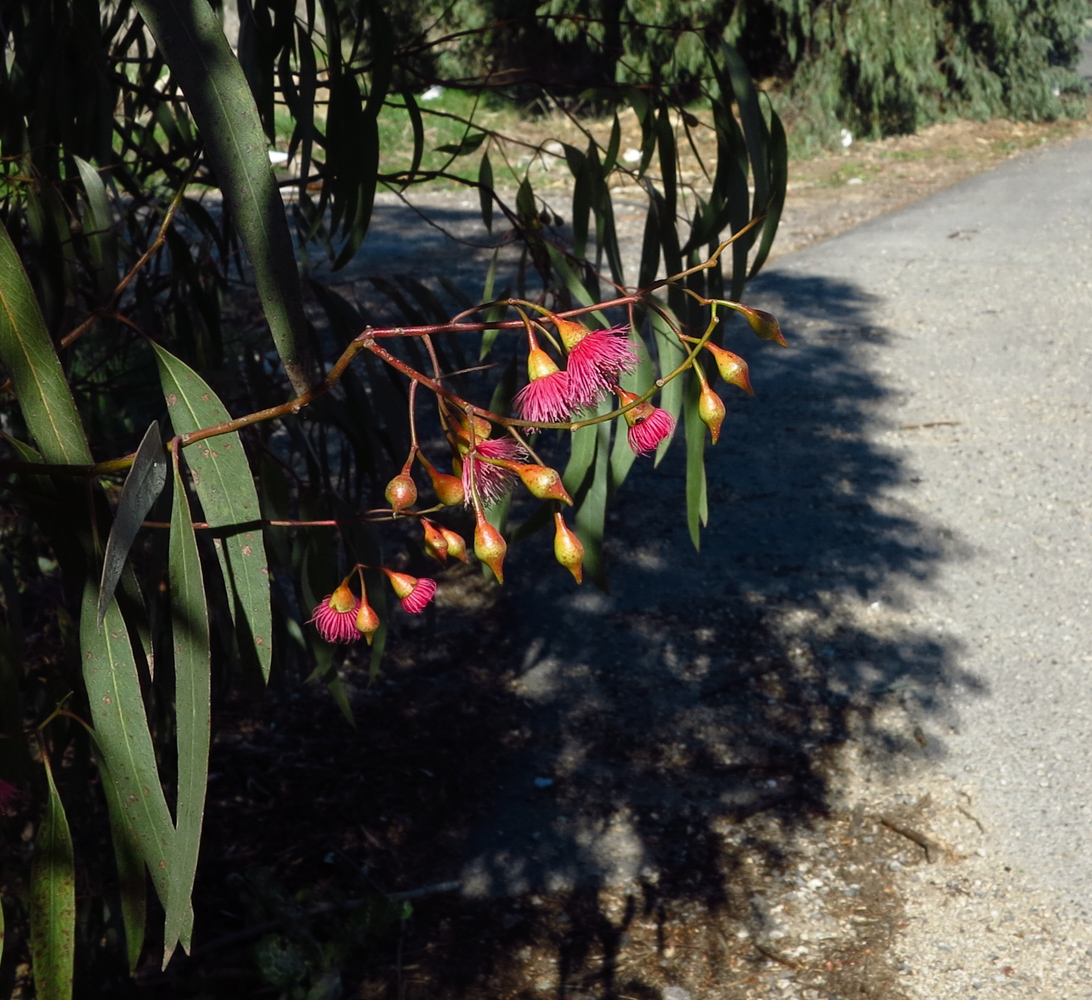 Image of Eucalyptus leucoxylon specimen.