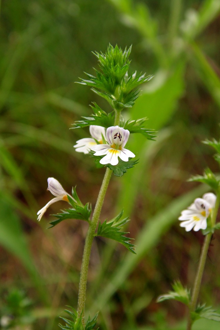 Изображение особи Euphrasia vernalis.