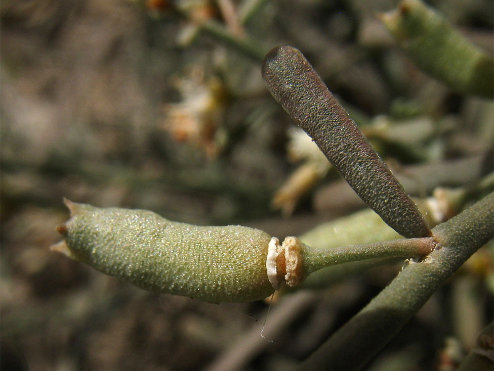 Image of Reseda scoparia specimen.